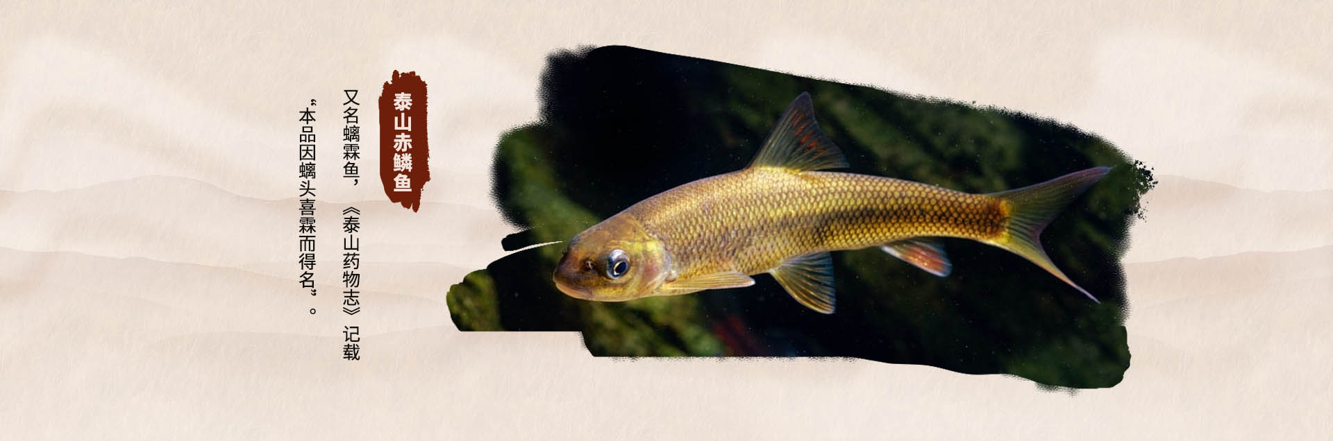 泰安市泰山區(qū)金螭霖魚(yú)食品科技有限公司